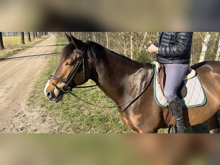 KWPN Wałach 7 lat 174 cm Gniada in Meijel