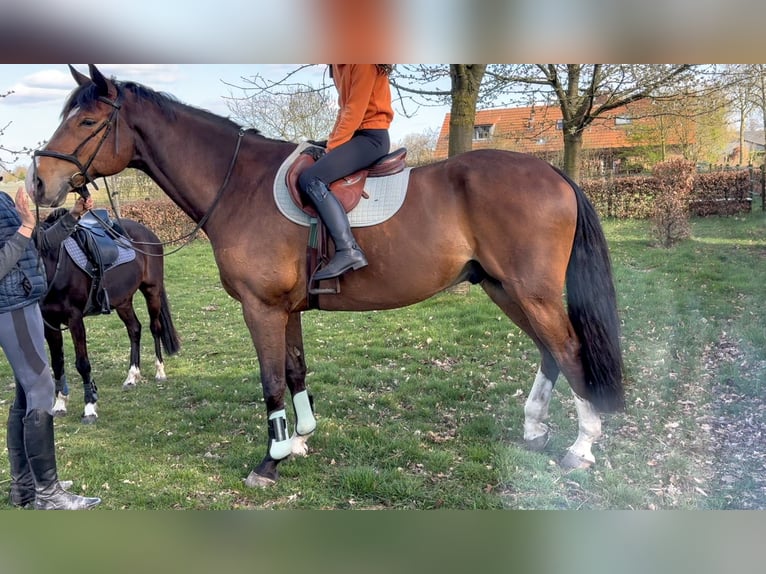 KWPN Wałach 7 lat 174 cm Gniada in Meijel