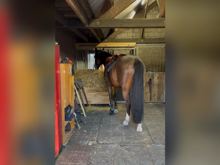 KWPN Wałach 7 lat 174 cm Gniada in Meijel