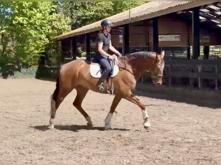 KWPN Wałach 7 lat 174 cm Kasztanowata in Barneveld