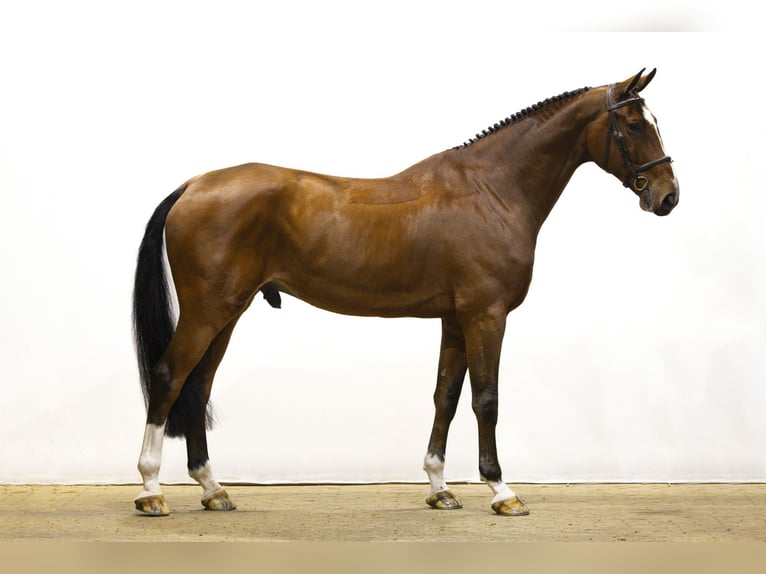 KWPN Wałach 7 lat 175 cm Gniada in Waddinxveen