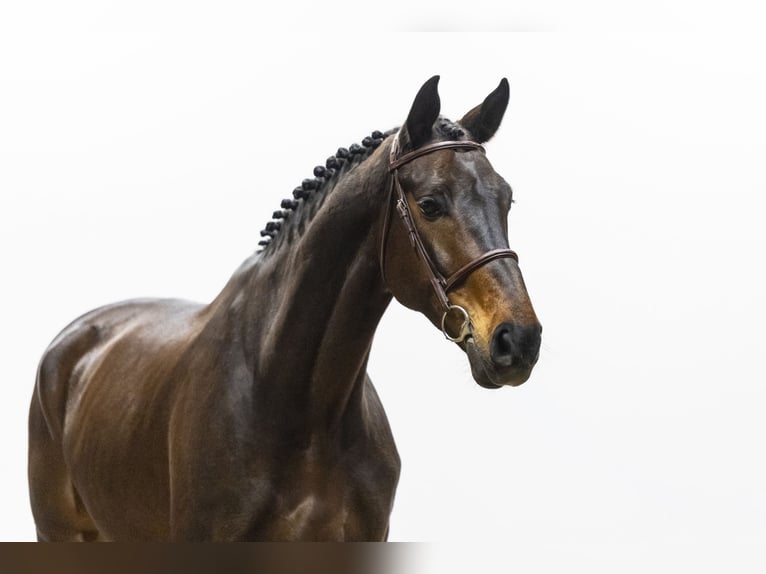 KWPN Wałach 7 lat 175 cm  in Waddinxveen