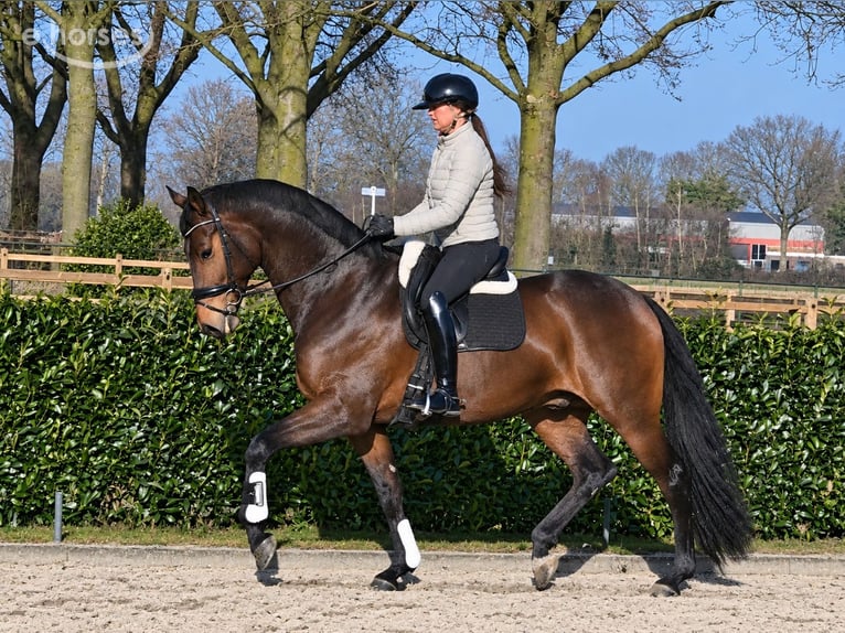 KWPN Wałach 7 lat 175 cm  in Boekel