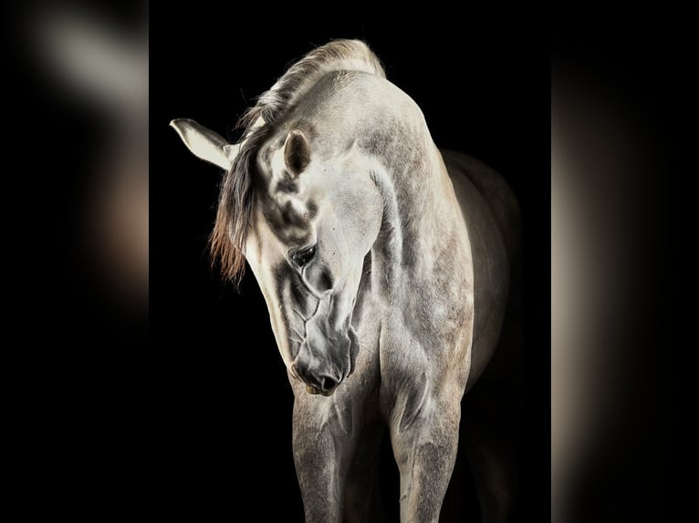 KWPN Wałach 7 lat 178 cm Siwa in Zutendaal
