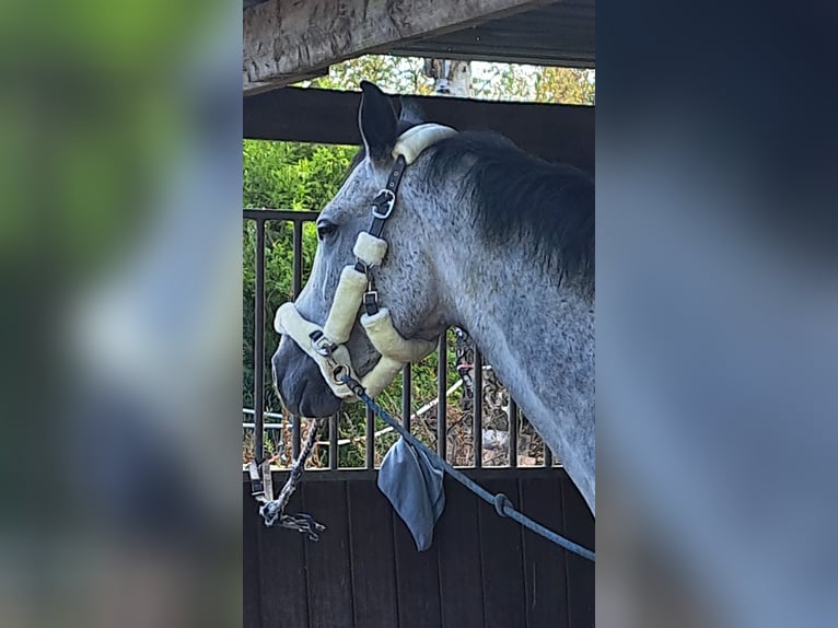 KWPN Wałach 7 lat 180 cm Siwa jabłkowita in Lommel