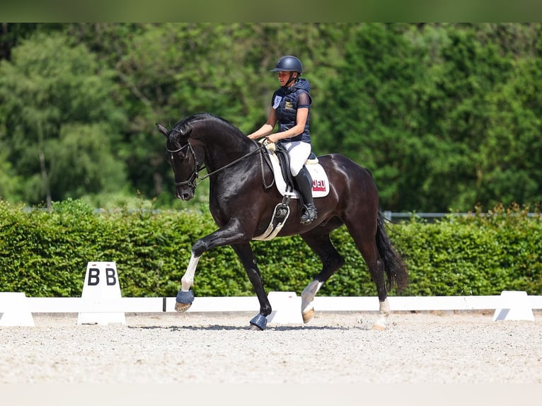 KWPN Wałach 7 lat 193 cm Kara in Oosterstreek