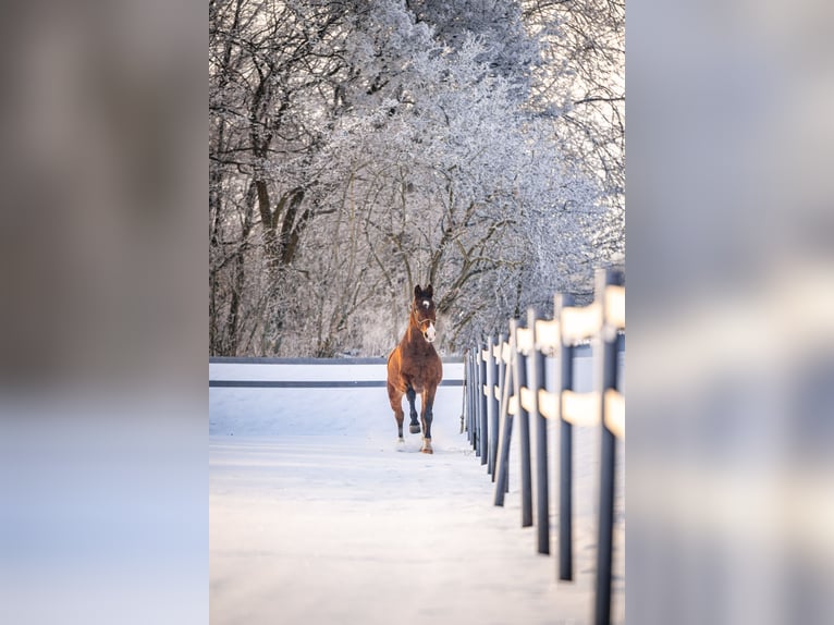 KWPN Mix Wałach 8 lat 165 cm Gniada in Łódź