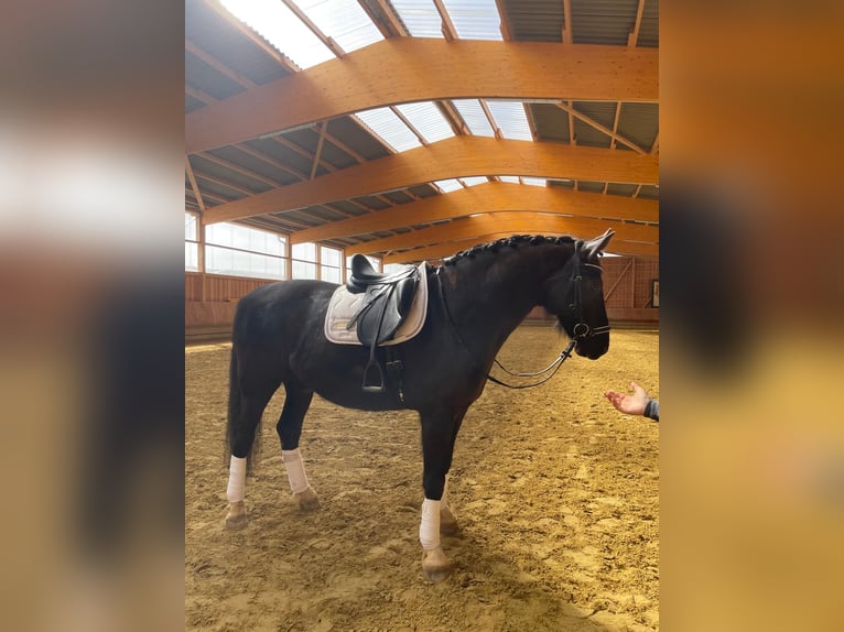 KWPN Wałach 8 lat 166 cm Kara in Nordenham