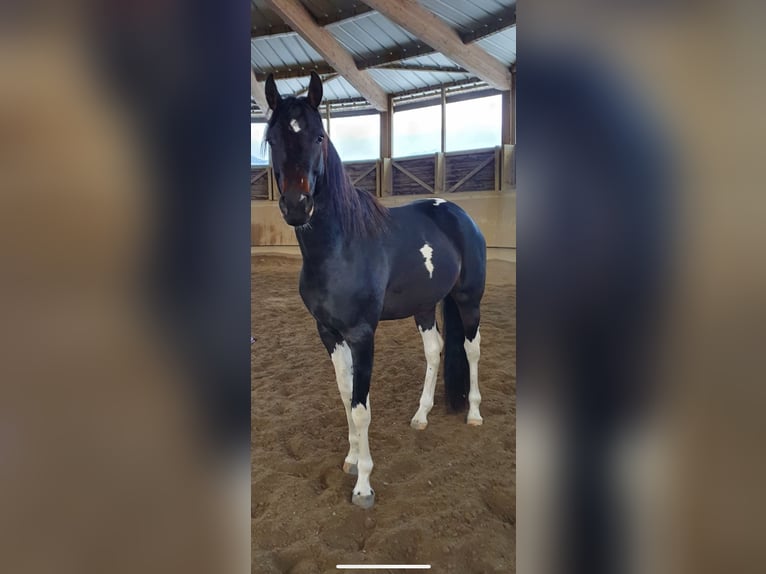KWPN Wałach 8 lat 167 cm Ciemnogniada in Rankweil