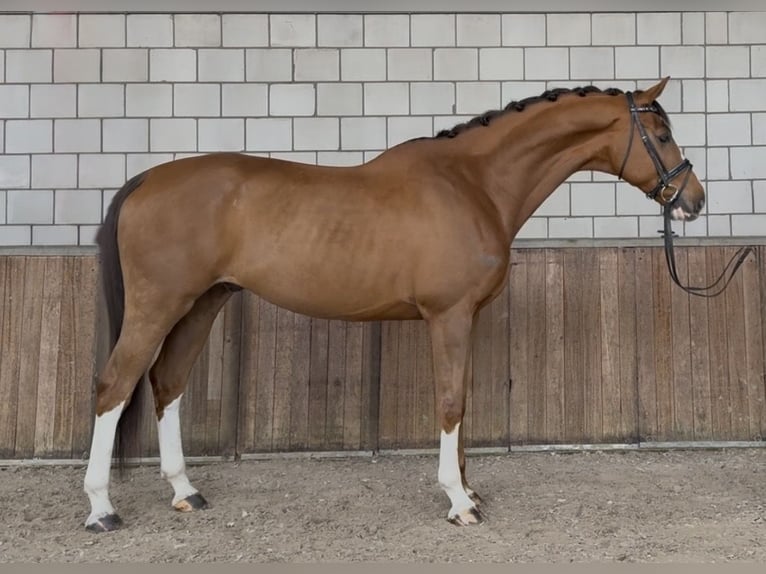 KWPN Wałach 8 lat 167 cm Ciemnokasztanowata in Oud Gastel