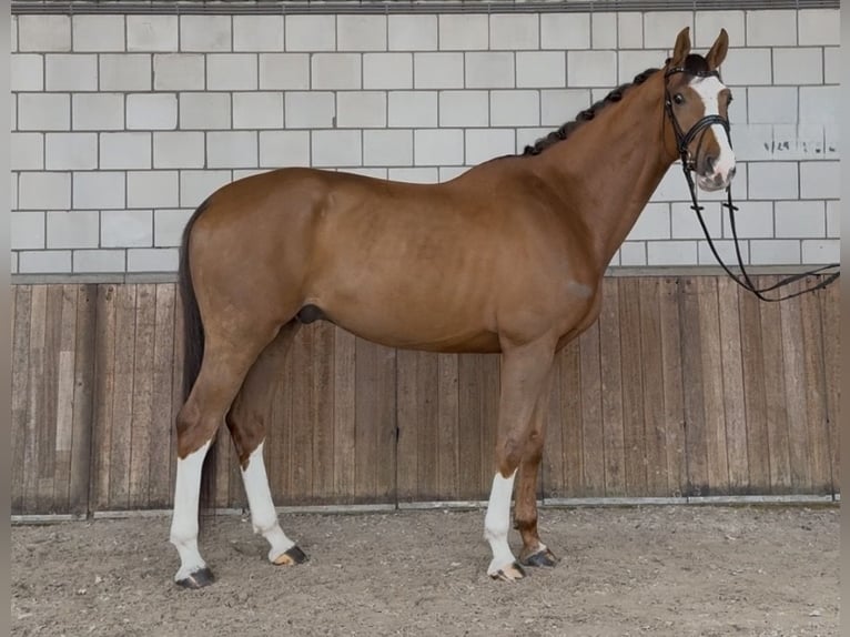 KWPN Wałach 8 lat 167 cm Ciemnokasztanowata in Oud Gastel