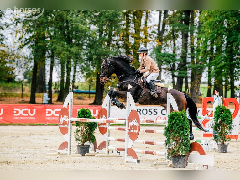 KWPN Wałach 8 lat 168 cm Ciemnogniada in Koszalin