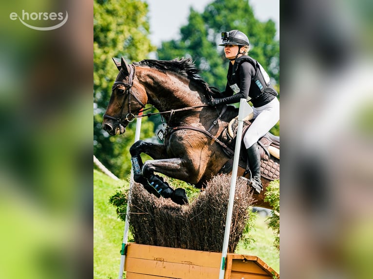 KWPN Wałach 8 lat 168 cm Ciemnogniada in Koszalin