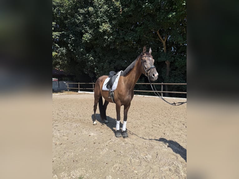 KWPN Wałach 8 lat 170 cm Ciemnogniada in Gundelfingen