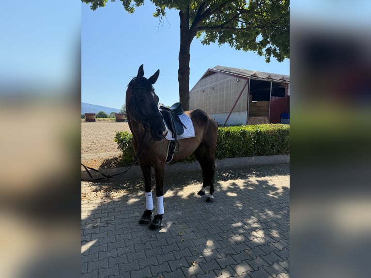 KWPN Wałach 8 lat 170 cm Ciemnogniada in Gundelfingen