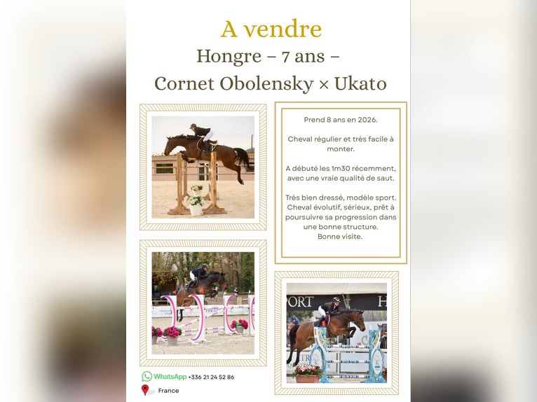 KWPN Wałach 8 lat 170 cm Gniada in Aix-en-Provence