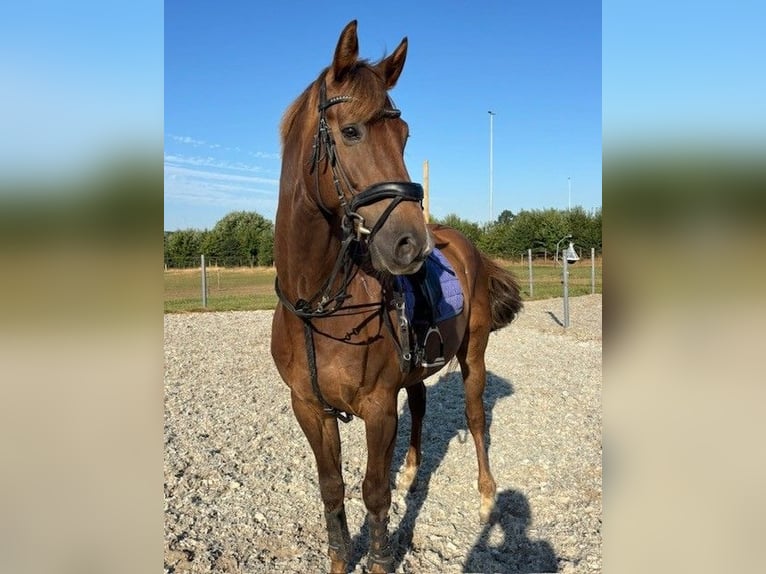 KWPN Wałach 8 lat 170 cm Kasztanowata in Kaulille