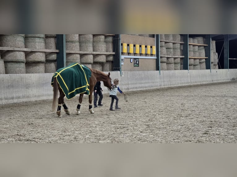 KWPN Wałach 8 lat 170 cm Kasztanowata in Endingen am Kaiserstuhl
