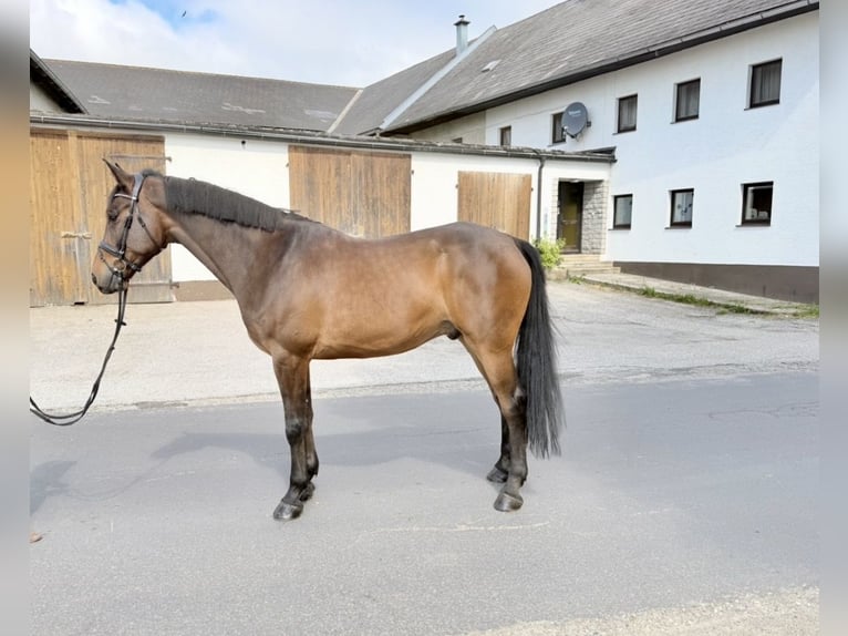 KWPN Wałach 8 lat 172 cm Ciemnogniada in Pelmberg