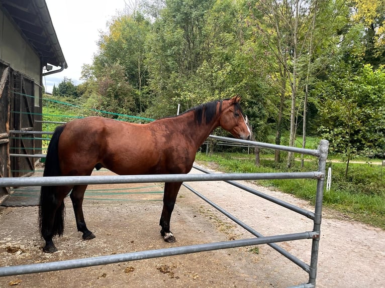 KWPN Wałach 8 lat 172 cm Gniada in Ettenheim