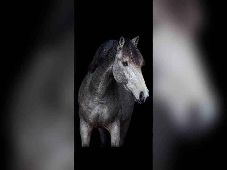 KWPN Wałach 9 lat 146 cm Jelenia in PeltOverpelt