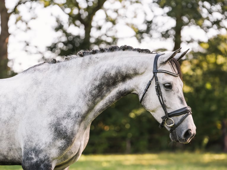KWPN Wałach 9 lat 156 cm Siwa in LochemLochem