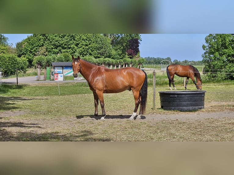 KWPN Wałach 9 lat 161 cm Gniada in Grijpskerke