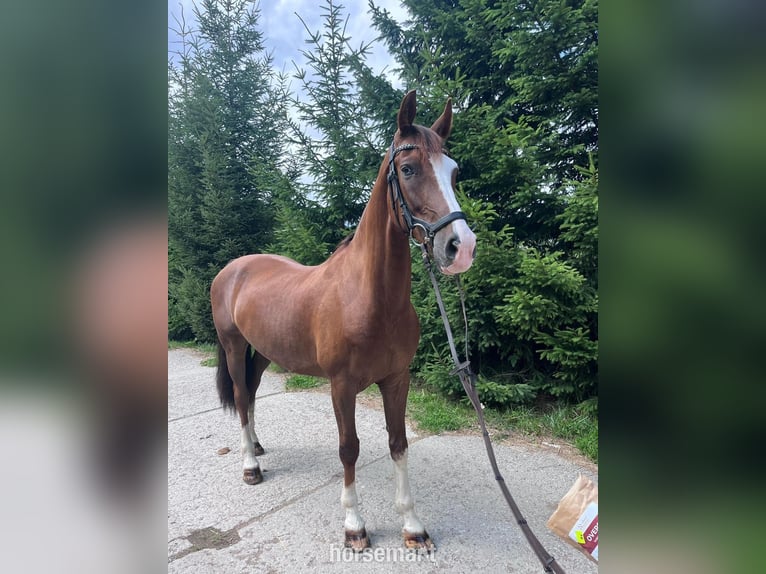 KWPN Wałach 9 lat 163 cm Gniada in Slovakia