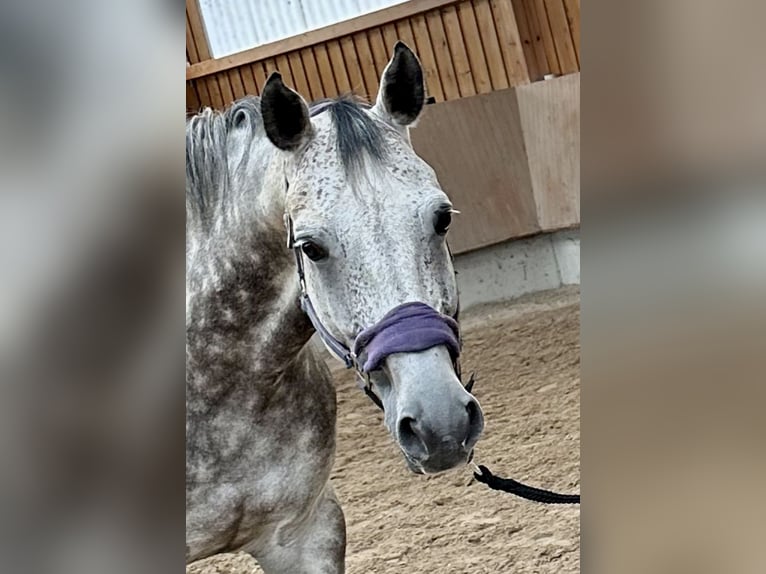 KWPN Wałach 9 lat 165 cm Siwa jabłkowita in Urspring