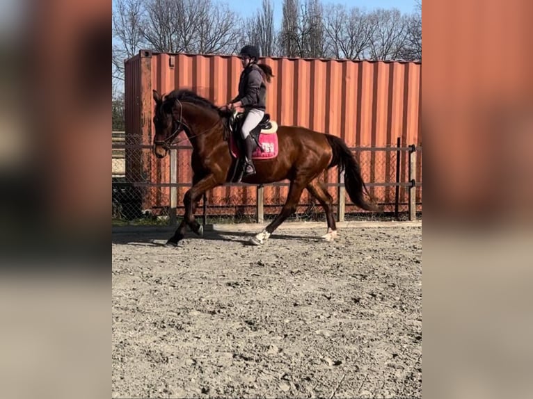 KWPN Wałach 9 lat 168 cm Ciemnogniada in Daknam
