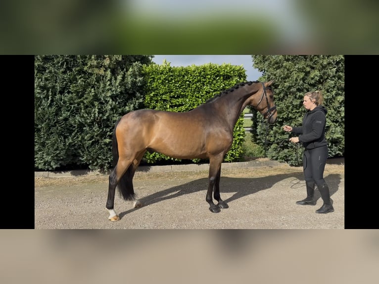 KWPN Wałach 9 lat 168 cm Ciemnogniada in Oud Gastel