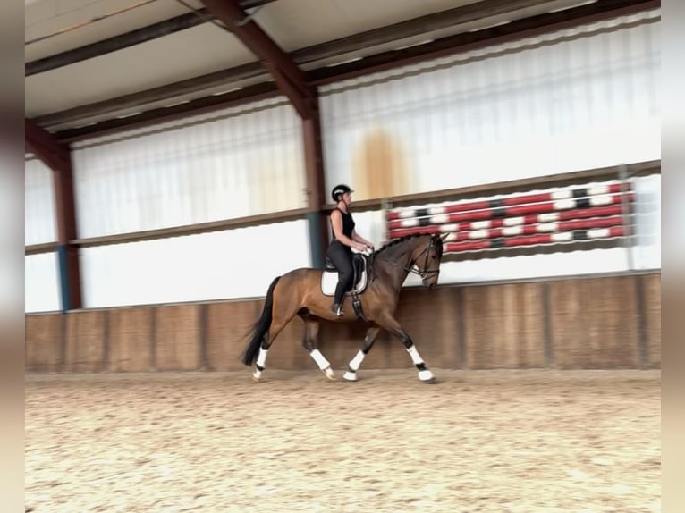 KWPN Wałach 9 lat 168 cm Ciemnogniada in Oud Gastel