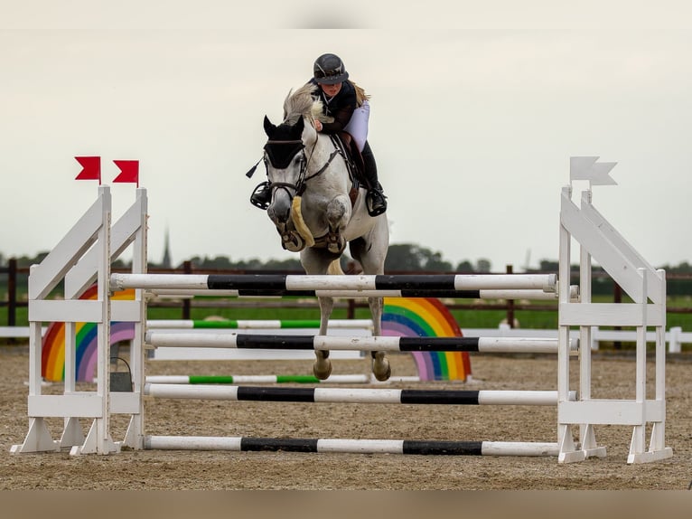 KWPN Wałach 9 lat 168 cm Stalowosiwy in Voorschoten