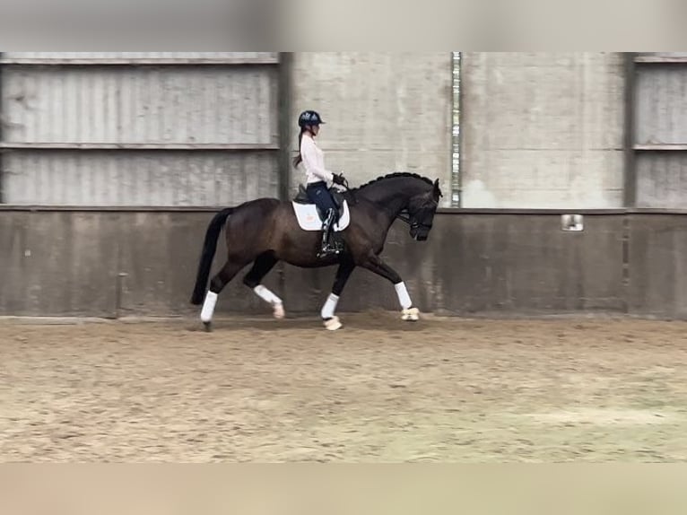 KWPN Wałach 9 lat 170 cm Ciemnogniada in Grolloo