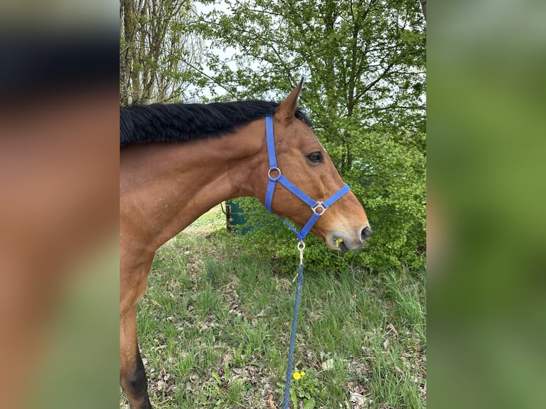 KWPN Wałach 9 lat 170 cm Gniada in Bad Neustadt an der Saale