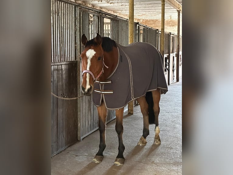 KWPN Wałach 9 lat 170 cm Gniada in Bad Neustadt an der Saale