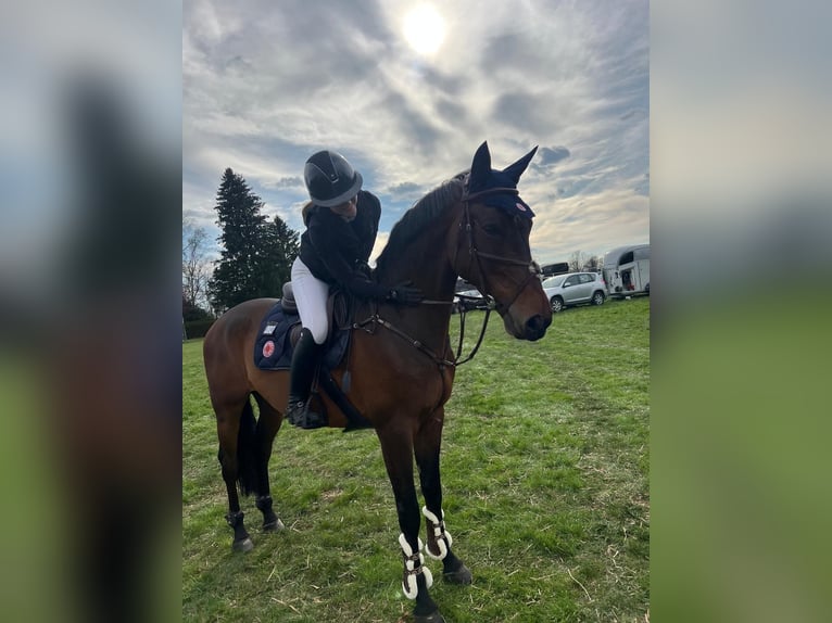 KWPN Wałach 9 lat 170 cm Gniada in Gerstetten