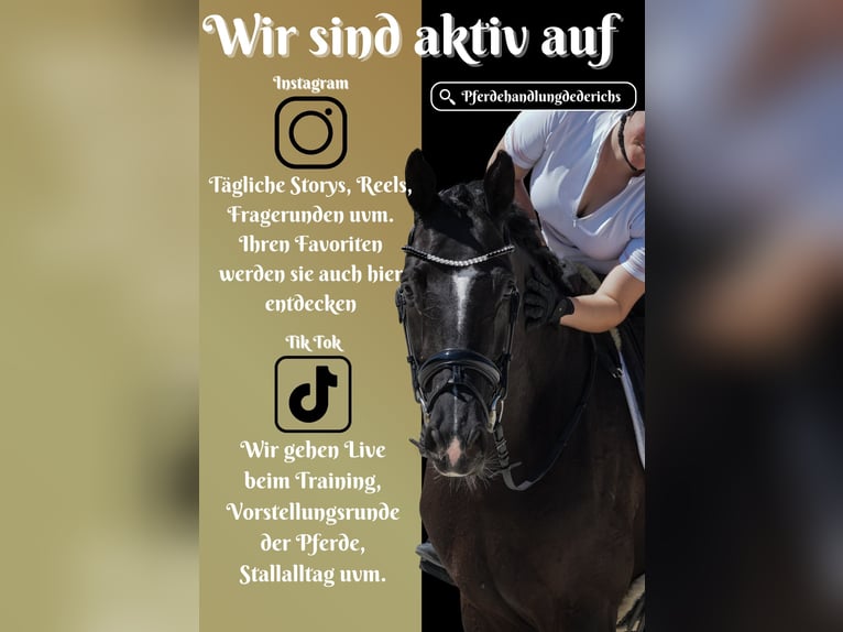 KWPN Wałach 9 lat 170 cm Kara in Nettersheim