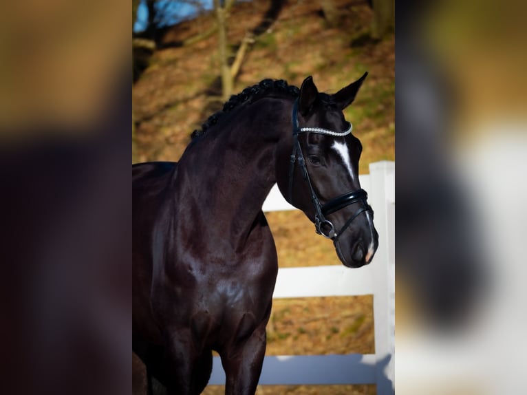 KWPN Wałach 9 lat 170 cm Kara in Nettersheim