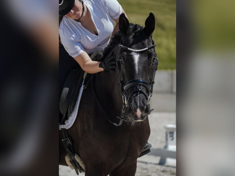 KWPN Wałach 9 lat 170 cm Kara in Nettersheim