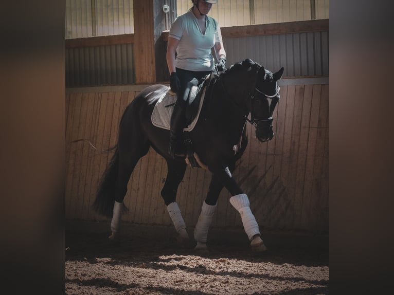 KWPN Wałach 9 lat 170 cm Kara in Nettersheim