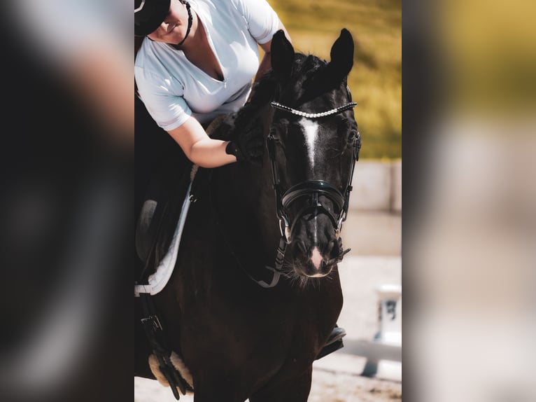 KWPN Wałach 9 lat 170 cm Kara in Nettersheim