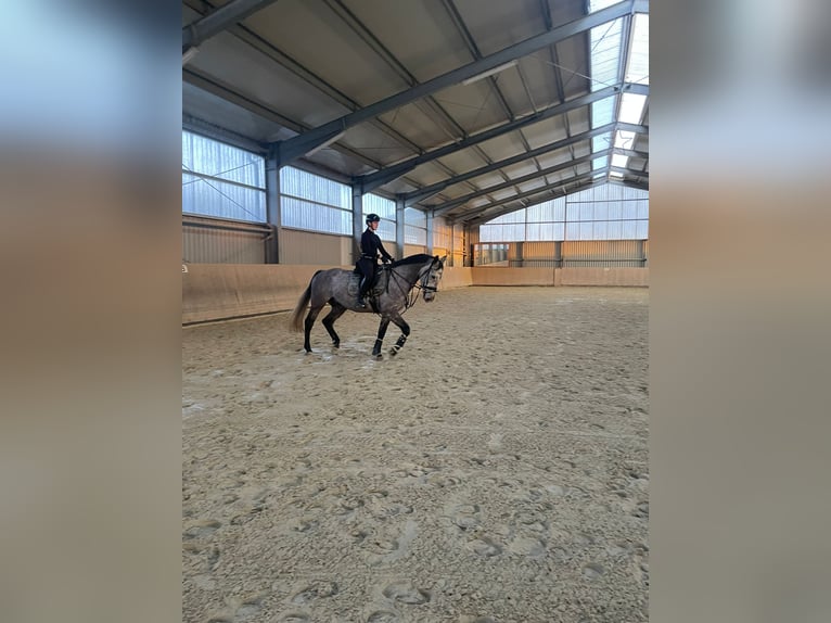 KWPN Wałach 9 lat 174 cm Stalowosiwy in ErkelenzErkelenz