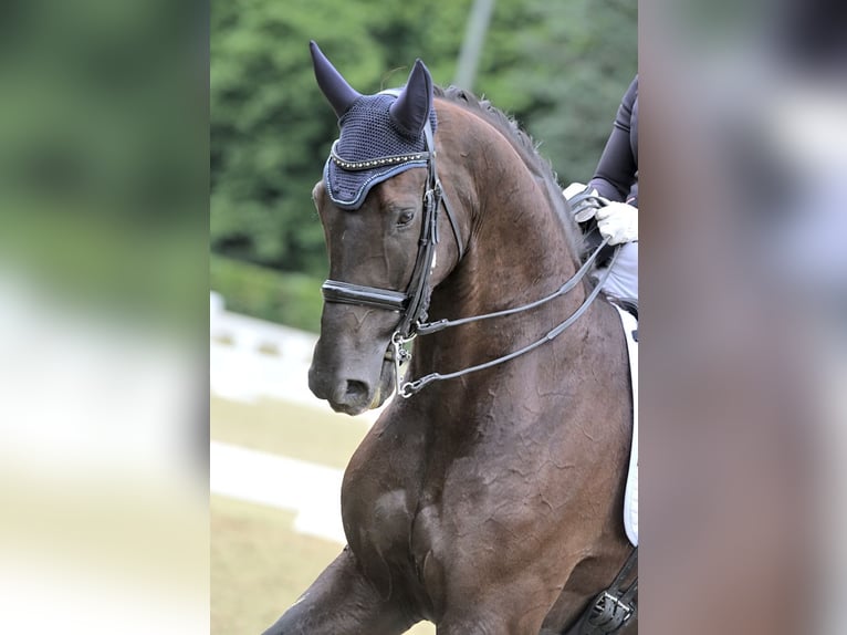 KWPN Wałach 9 lat 175 cm Kara in Lierop