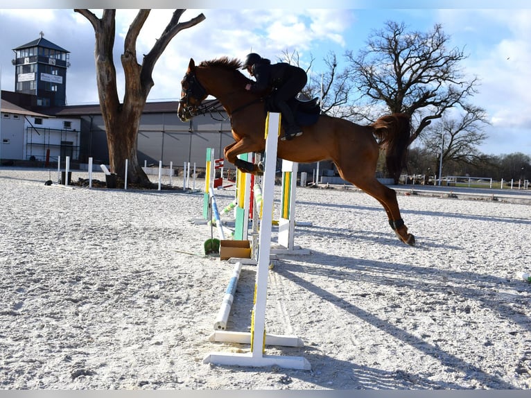 KWPN Wałach 9 lat 175 cm Kasztanowata in Wysogotowo
