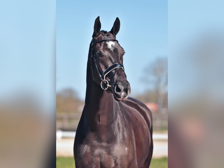 KWPN Wałach 9 lat 180 cm Kara in Aalsmeer