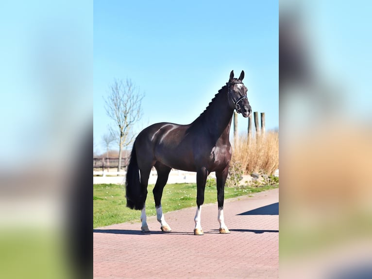 KWPN Wałach 9 lat 180 cm Kara in Aalsmeer