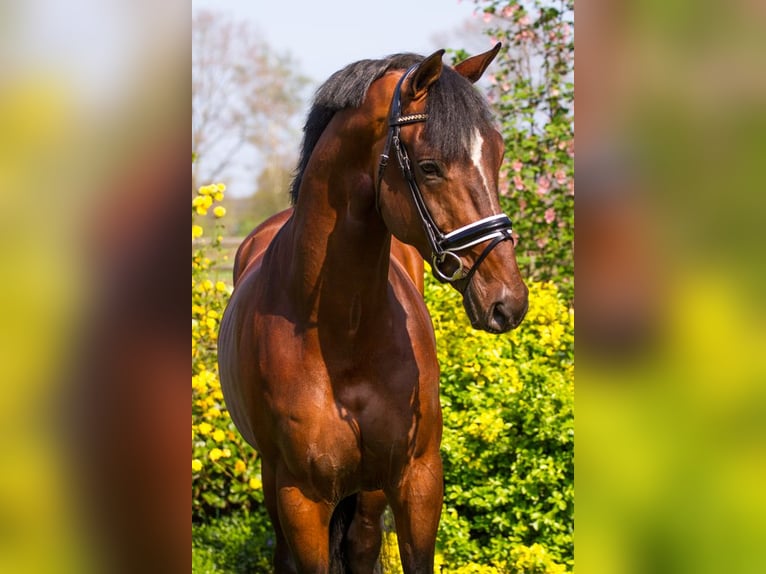 KWPN Wałach 12 lat 170 cm Gniada in Pilisjászfalu