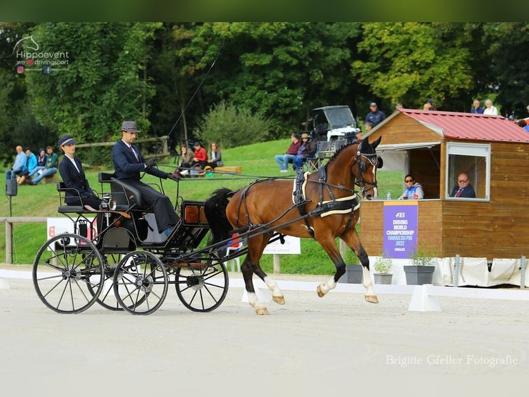 KWPN Wałach 12 lat 170 cm Gniada in Kolín