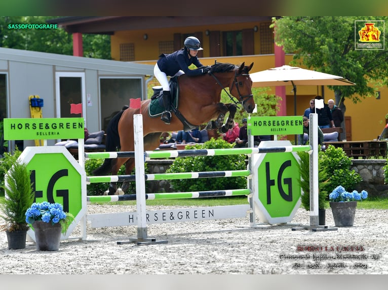 KWPN Wałach 12 lat 180 cm Gniada in Bologna